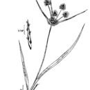 Image of manyflower flatsedge
