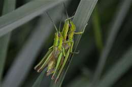 Image de Euthystira brachyptera brachyptera (Ocskay 1826)