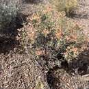 Image of Yavapai County buckwheat