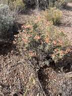 Image of Yavapai County buckwheat