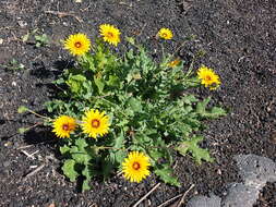 Image of Pulicaria canariensis subsp. lanata Bramw. & Kunk.