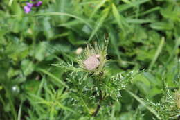 Image of Cirsium obvallatum (M. Bieb.) M. Bieb.