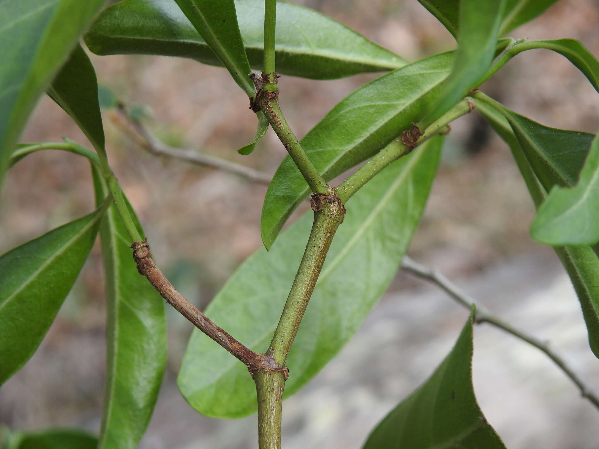 Plancia ëd Psychotria daphnoides A. Cunn. ex Hook.