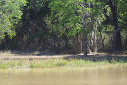 Image of Sri Lankan leopard