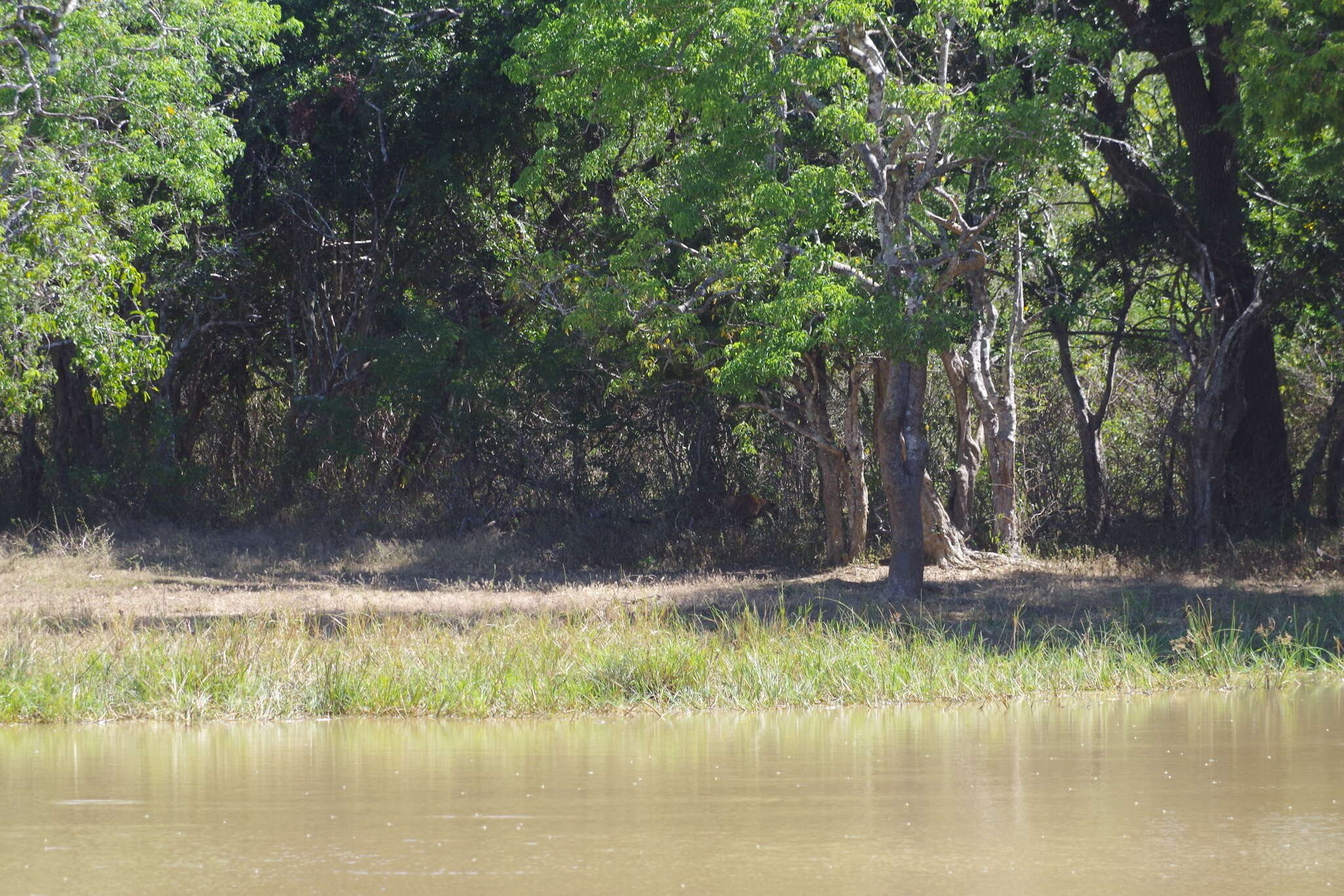 Image of Sri Lankan leopard