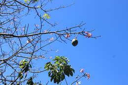 Image de Ceiba speciosa (A. St.-Hil., A. Juss. & Cambess.) P. Ravenna