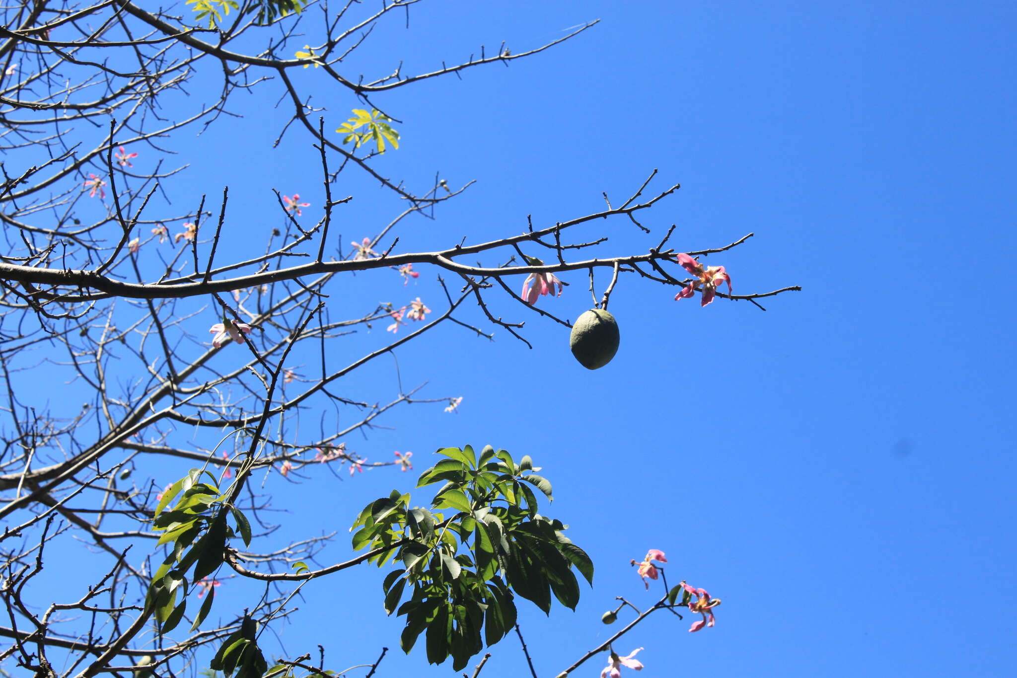 Image of Pink kapok tree