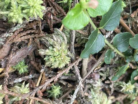 Imagem de Sphagnum carolinianum Andrus 1983