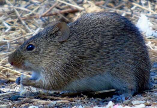 Image of Arizona cotton rat