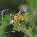 Image of Poecilimon (Poecilimon) cretensis Werner 1903