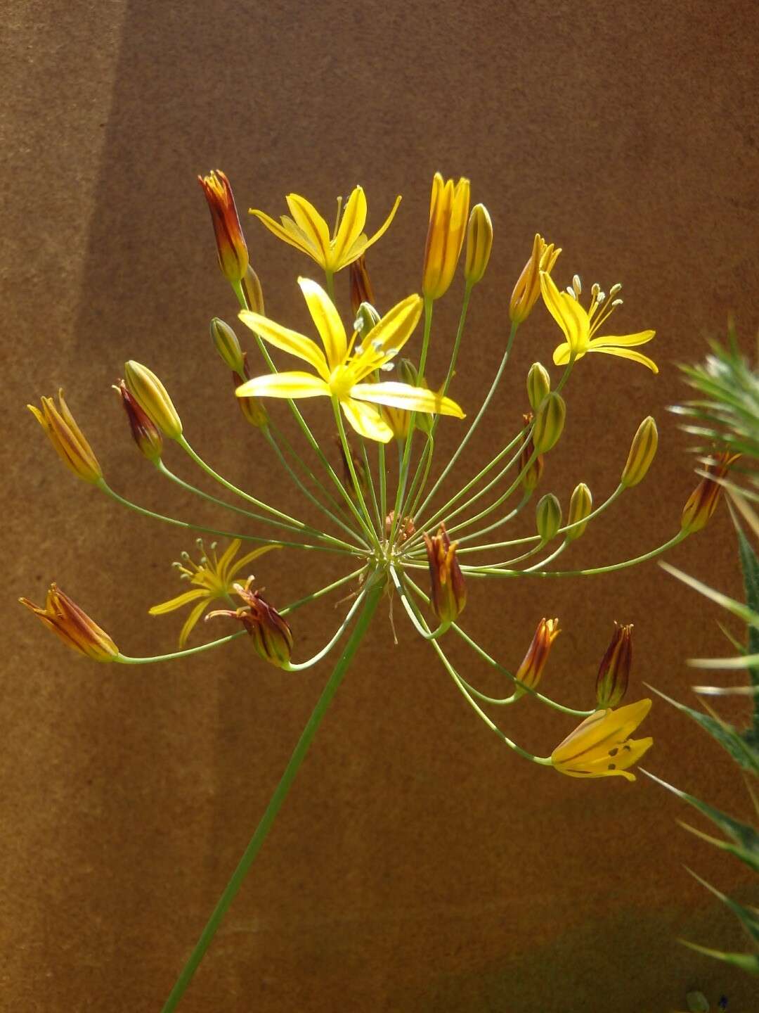 Image of common goldenstar