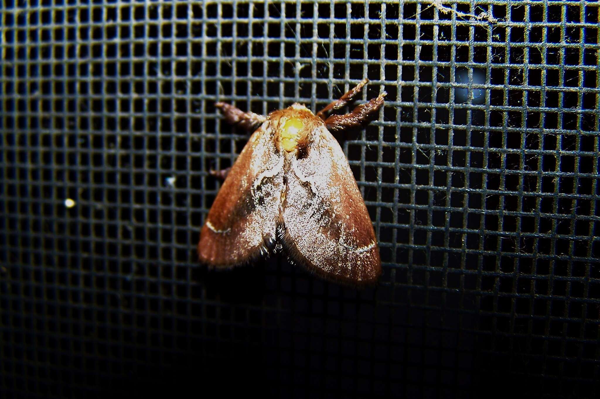 Image of <i>Euclea obliqua</i> Hy. Edwards 1886
