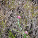 Image of Metalasia divergens subsp. fusca P. O. Karis