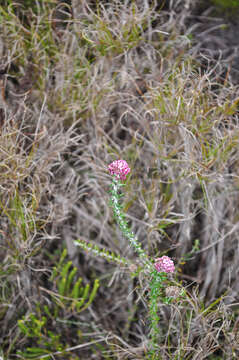 Image of Metalasia divergens subsp. fusca P. O. Karis