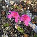 Image of Kamchatka rhododendron