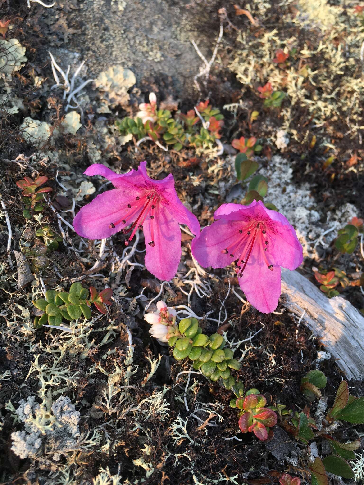 صورة Rhododendron camtschaticum subsp. glandulosum (Standl.) B. Boivin