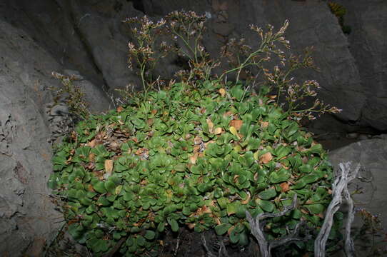 Image of Limonium zembrae S. Pignatti