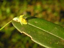 Image of Pleurothallis discoidea Lindl.