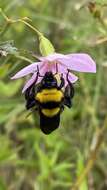 Imagem de Bombus transversalis (Olivier 1789)