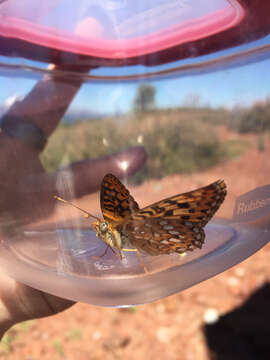 Image de Speyeria zerene gloriosa Moeck 1957