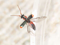 Imagem de Cyrtosus cyanipennis