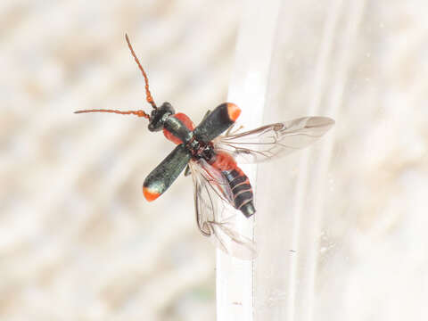 Image of Cyrtosus cyanipennis