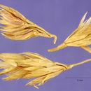Image of Ascherson's orchardgrass