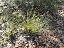 Image of Lepidosperma semiteres Boeckeler