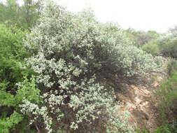 Image de Buddleja marrubiifolia Benth.