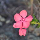 Catharanthus ovalis subsp. grandiflorus Markgr. resmi