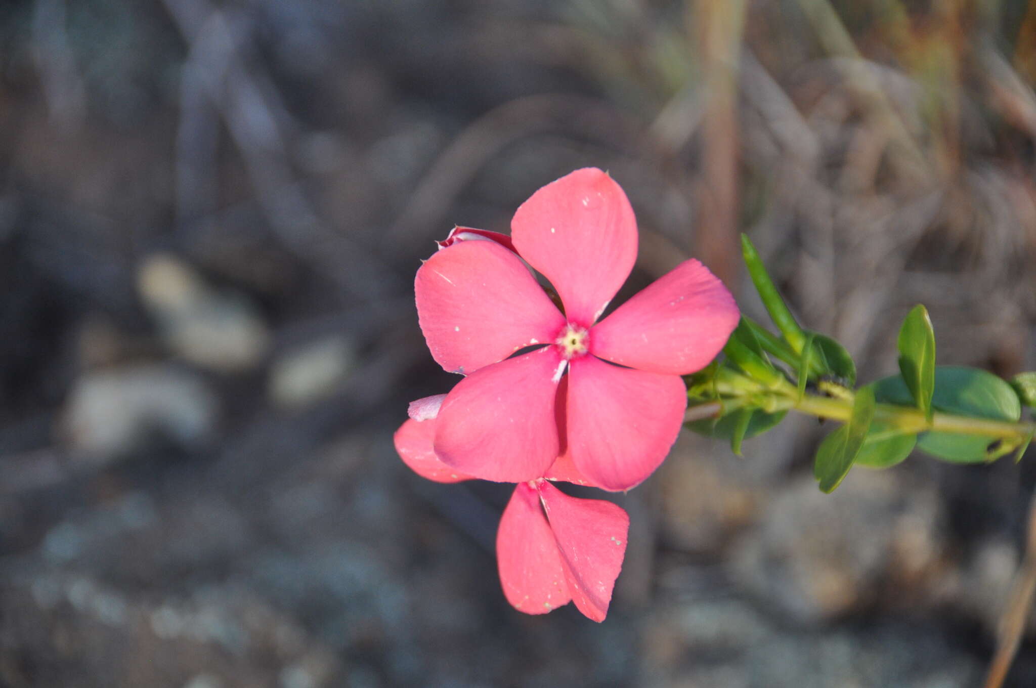 Image de Catharanthus ovalis subsp. grandiflorus Markgr.