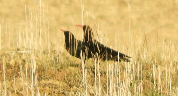 Sivun Pyrrhocorax pyrrhocorax erythroramphos (Vieillot 1817) kuva