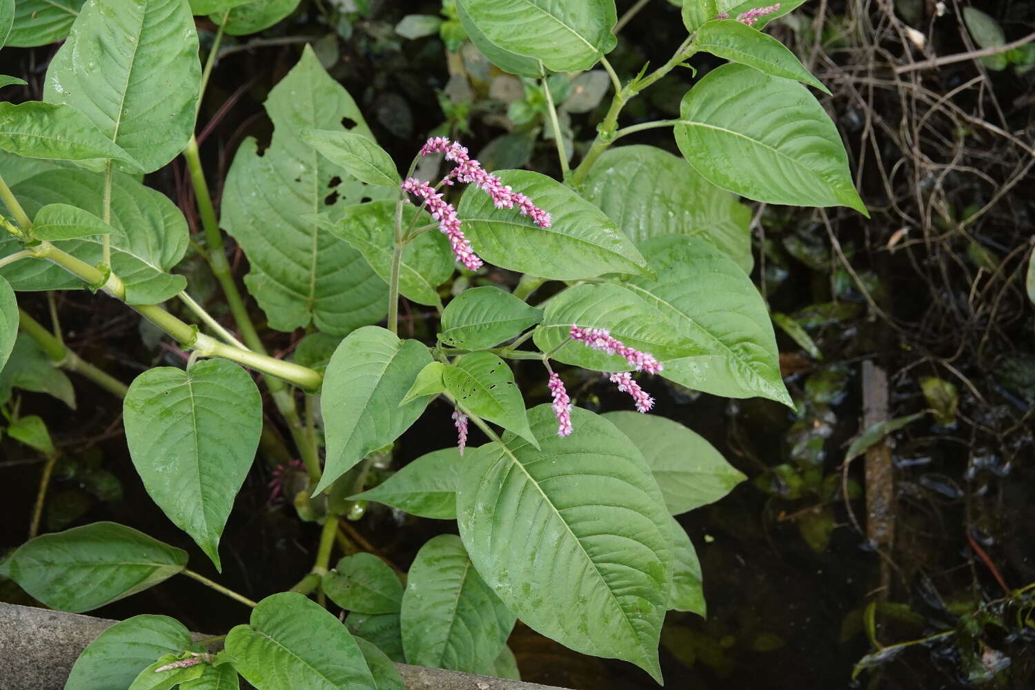 صورة Persicaria orientalis (L.) Spach