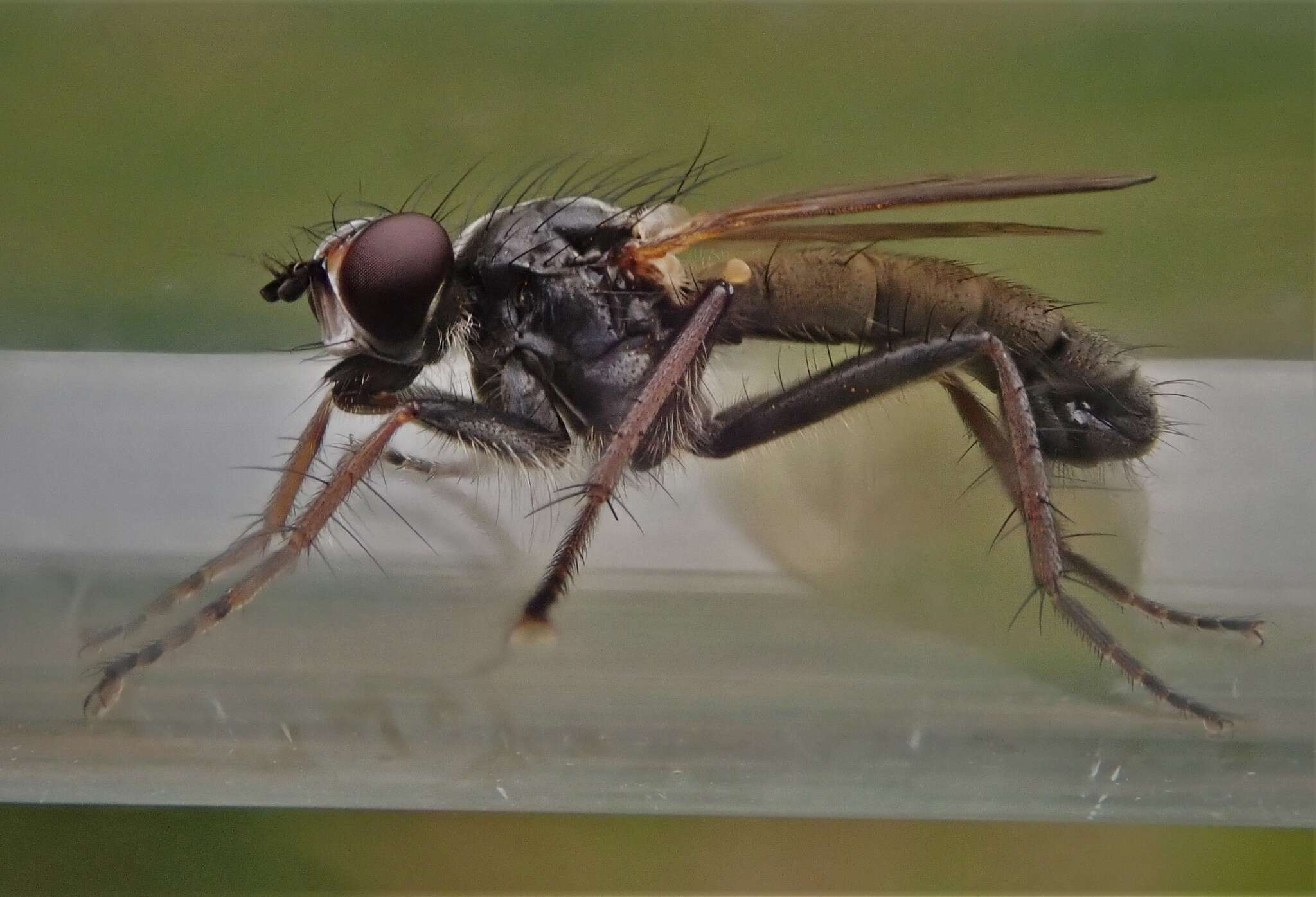 Image of Cordilura pubera (Linnaeus 1758)