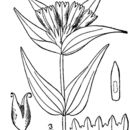 Image of closed gentian