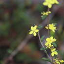 Image of Asterolasia muricata J. M. Black