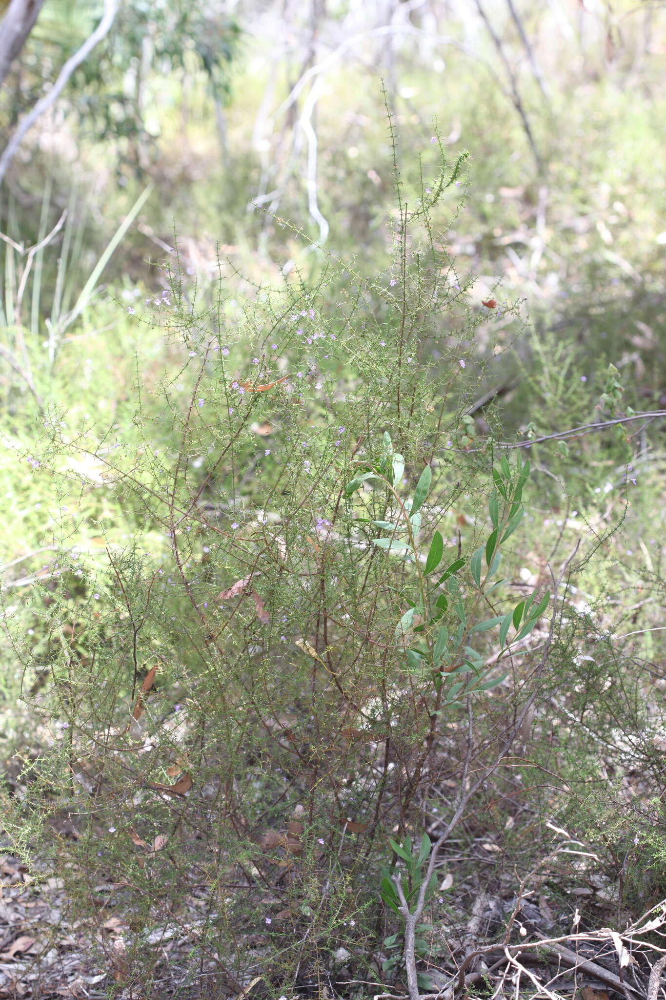 Prostanthera spinosa F. Muell. resmi