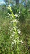 Habenaria macroceratitis Willd.的圖片