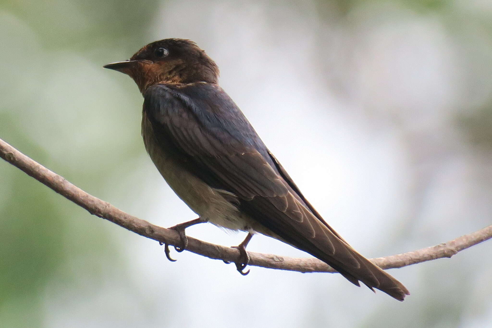 Image of Pacific Swallow