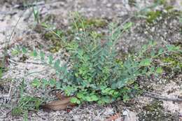 Image of Phyllanthus virgatus G. Forst.