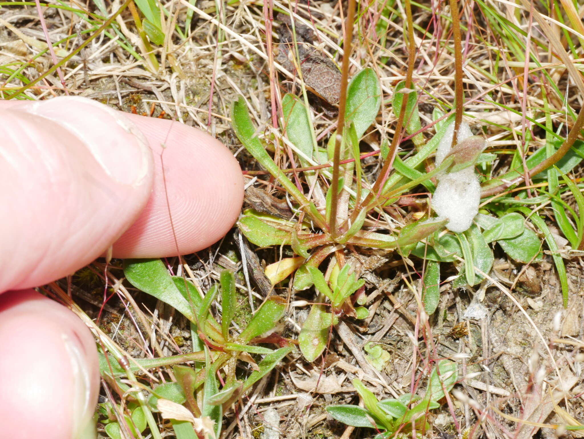 Image of Wahlenbergia albomarginata subsp. albomarginata