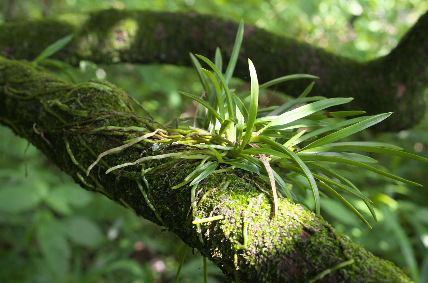 Image de Vanda falcata (Thunb.) Beer