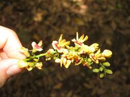 Image of Pterocarpus violaceus Vogel