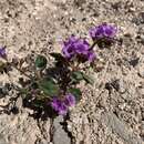 Phacelia pulchella A. Gray resmi