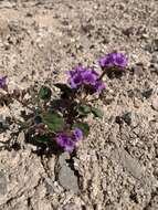 Phacelia pulchella A. Gray resmi