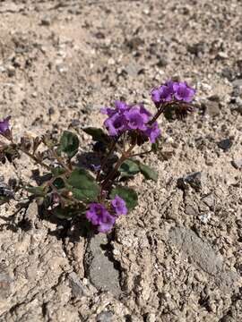 Image of beautiful phacelia