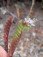 Image of Santa Lucia phacelia