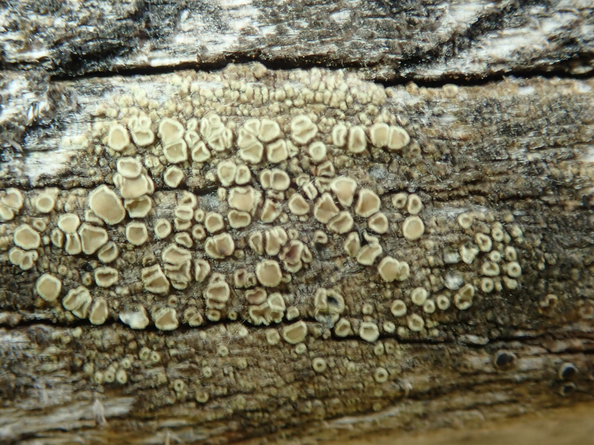 Image of rim lichen