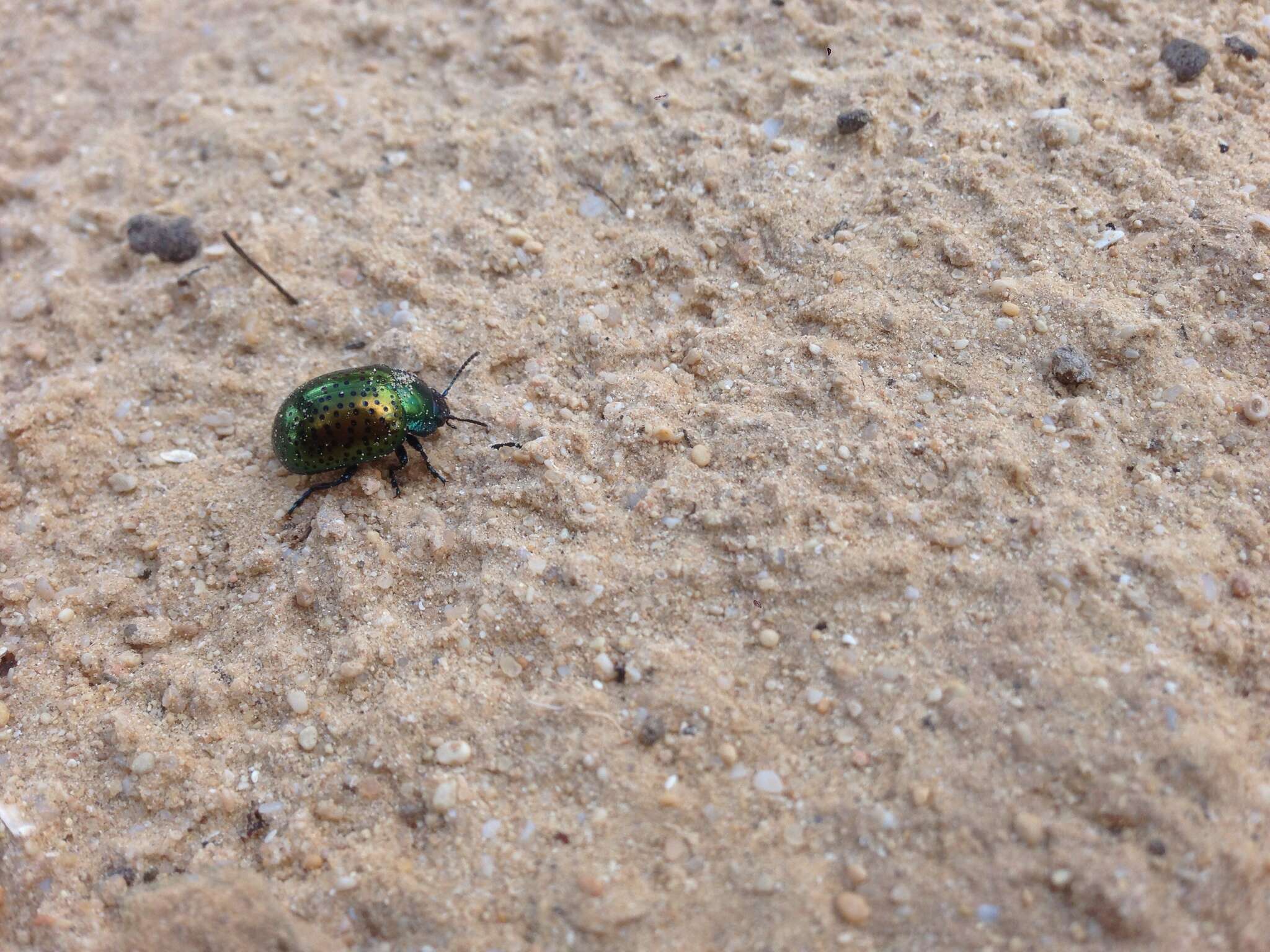 Image of <i>Chrysolina bicolor</i>