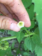 Image of cutleaf groundcherry